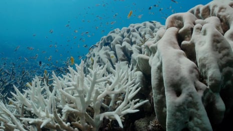 The Great Barrier Reef is experiencing the most severe coral bleaching on recorded video