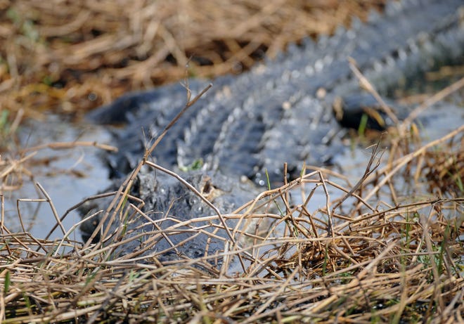 An alligator sunbathing in Lake Kissimmee east of Lake Wales in 2012.