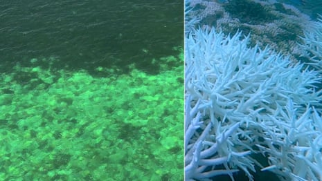 Worst Great Barrier Reef bleaching leaves giant coral graveyard - looks like it's been carpet bombed